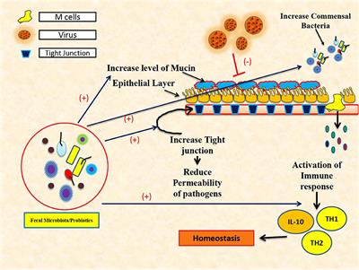 Role of Microbiota in Pathogenesis and Management of Viral Hepatitis